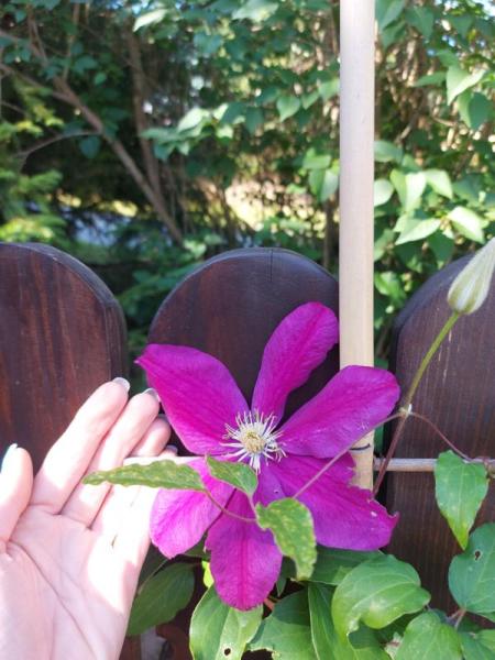 clematis-3-600x800