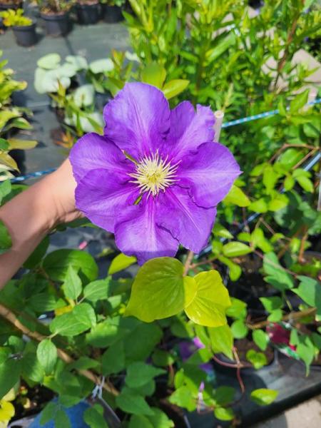 clematis3-600x800